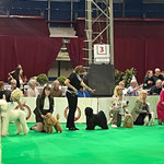 Im-chi Monaco Veteranen Ehrenring