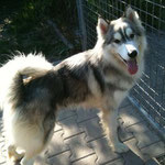 Nonouk, Husky-Collie-Mix, 2,5 Jahre