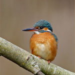 Eisvogel Weibchen