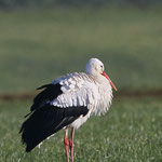 Storch