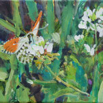 frühlingsgrünes Bild von weiß-orangenem Schmetterling auf weißer Blüte.