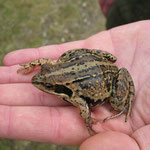 Moorfrosch