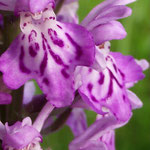 Breitblättriges Knabenkraut (Orchidee)
