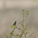 Blaukehlchen (Thomas Lorenz)
