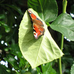 Tagpfauenauge
