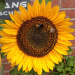Steinhummel (links) und Honigbiene