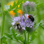Wiesenhummel (links) und Steinhummel