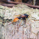 Riesen-Holzwespe