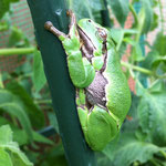 Laubfrosch am Baum