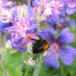 Dunkle Erdhummel