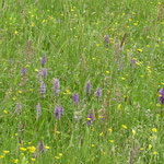 Orchideen (Henning Rusch)