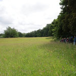 Weitläufige Blühwiese (Henning Rusch)