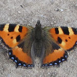 Kleiner Fuchs