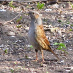 Neugierige Heckenbraunelle