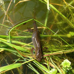 Teichmolch