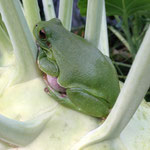 Laubfrosch