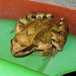 Grasfrosch auf Gießkanne