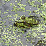 Wasserfrosch (Anne Rusch)