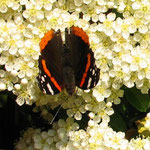 Admiral