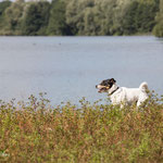 Gassiservice_Reinbek_Barsbüttel_Jack_Russel