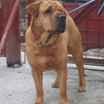 Gustl, Shar Pei Mischling