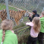 Ben Mee showing us Vlad the Tiger, Dartmoor Zoological Park