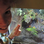 Golden Matela at Edinburgh Deep Sea World.