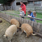 Hairy Pigs at Shakespeare's mum's farm, Stratford upon Avon.