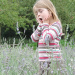 Searching for Fairys in the Lavender, Anne Hathaway's house, Stratford upon Avon.