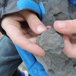 Fossil finding Will at it again, Robin Hood Bay.