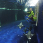 Dingle Ocean World, Gentoo Penguins