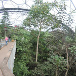 Inside the Rainforest Biome at Eden Project