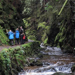 Walking in Puck's Glen, Argyll Forest.
