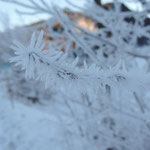 Ice crystals on the trees, -7 degrees.