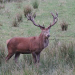 Red Deer.
