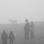 Sheep in the mist, Middleham, Yorkshire Dales.