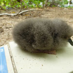 Weighing shearwater chick