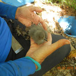 Very young shearwater chick