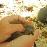 How to 'woo' a shearwater chick....scratch its head!