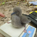 Weighing feisty shearwater chick