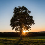 tree under the evening sun