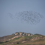 a swarm of birds over the dunes