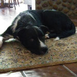 Border Collie Guinness war im August 2016 im TANNHÄUSER