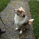 28.09.-05.10.2013 Australian Shepherd "Easy"