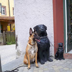Vom TANNHÄUSER aus machte Dara Ausflüge in die Umgebung. Hier ist sie mit Rottweiler Hunden zu sehen und zwar in Rottweil!