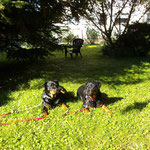 Amy und Cora bewachten vom 21.08.2014 - 28.08.2014 den Tannhäuser