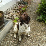 Nelly, der "Kleine Münsterländer" aus Mainz war vom 04.07.2014 - 11.07.2014 im Tannhäuser