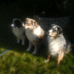 Die Australian Shepherd Jason, Easy und Douglas verbrachten Weihnachten 2015 im TANNHÄUSER.  Es war schon ihr 2. Besuch.