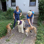 Ola, Malina und Lupino aus Polen waren Teilnehmer am Windhund-Festival 2018 in Donaueschingen