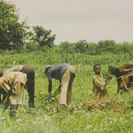 farmers in Torosso with the musicians in the middle